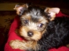 Yorkshire-Terrier-puppies-for-adoption