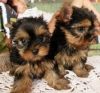 adorable-yorkshire-terrier-puppies-for-sale-