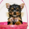 Lovely-male-and-female-Yorkie-puppies-for-adoption-