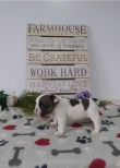 Adorable-French-Bulldog-Pups-for-adoption